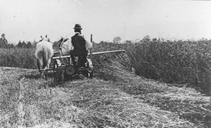 Santa Clara Valley 1868